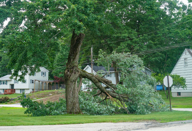 Kalona, IA Tree Services Company